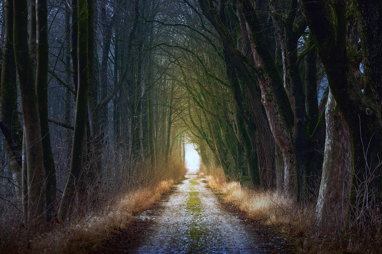 A dark forest path opening onto a bright clearing of light.